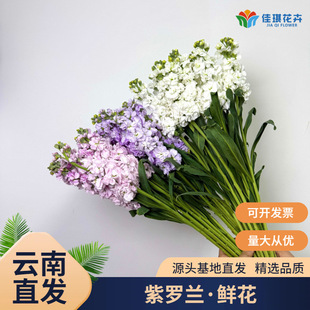 ���r���_�m�r�����l���ֱ�l�r�л���c��ӻ��Ĺ������껨��