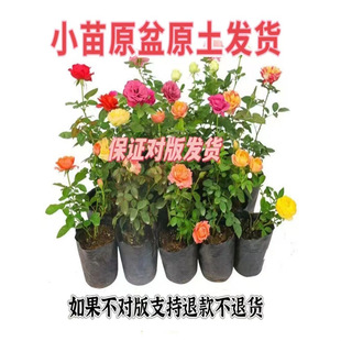 �ذ��ľ�¼������ش󻨝����ɯ�t�pϲ�̨��������ļ�����С��