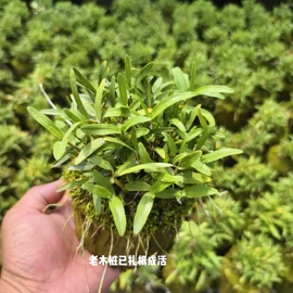石斛/枫斗;其他药食同源;盆栽