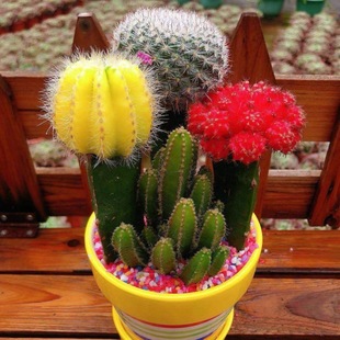 Colorful Cactus Three-Colorful Ball Combination Flowering Potted Indoor Radiation-Proof New Succulent Office Desktop Green Plant
