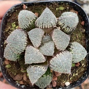 Japanese Green Plant Potted Landscape Succulent Plant Greenhouse Wholesale Agave Cactus Soft Leaf Succulent
