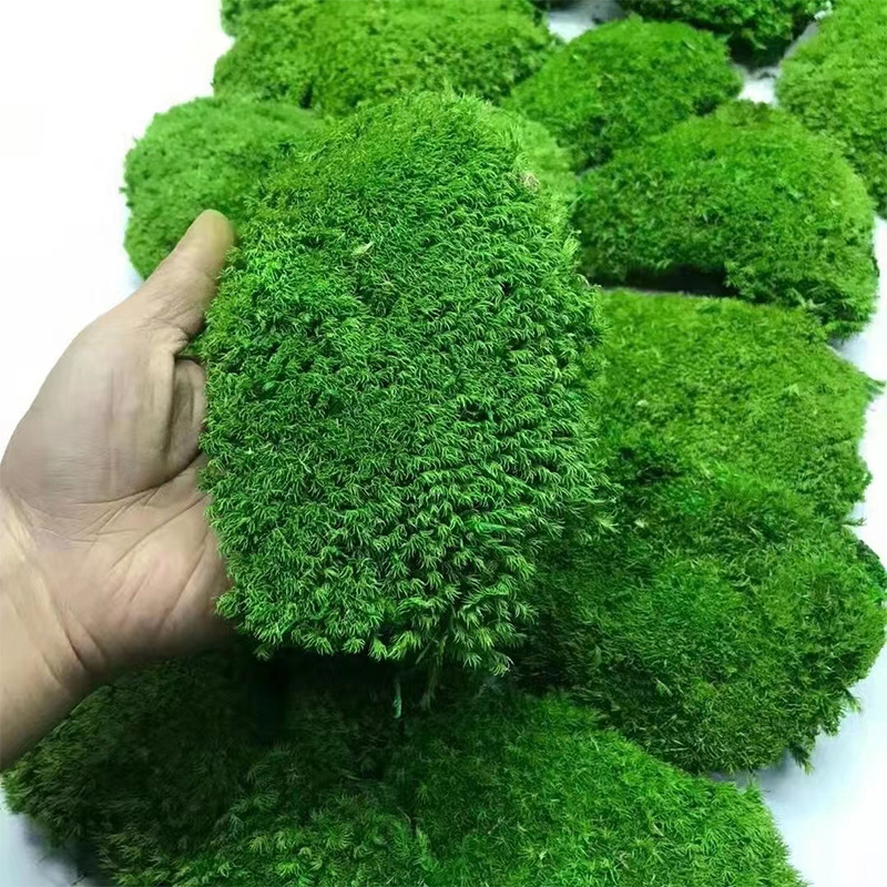 Musgo eterno Musgo musgo grande gris musgo planta verde pared Fondo planta musgo material de pared flor eterna simulación pelo blanco musgo