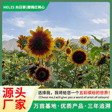 源头种子抗旱 向日葵种 批发直供热销品种 樱桃红褐色花籽 发货快