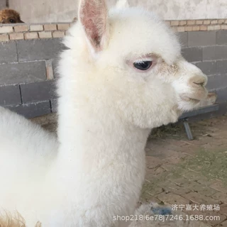 宠物羊驼活体幼崽 景区租赁小羊驼白色羊驼幼苗 成年观赏羊驼活体