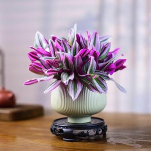 Oil Painting Wedding Hanging Orchid Potted Indoor Office Green Plant Easy-To-Care-For Purple Orchid Plant Chinese-Style Bonsai Easy-To-Care-For