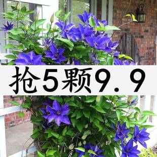 5 9.9 Four-Season Clematis Seedlings with Buds, Root Seedlings, Climbing Vines, Flower Pots, Flower Viewing Plants, Courtyard