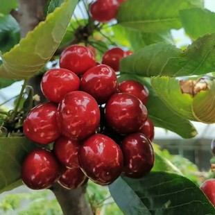 [Cherry Seedlings] Frisco Rocket Yellow Honey Brooks Red Light Qi Mei Early Santina Large Cherry Tree
