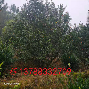 �V�����ֽ��Ә�ɳ�ǽۘ��L����a�����l