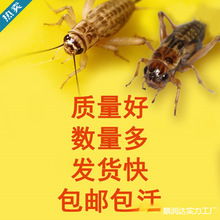 蟋蟀活物蛐蛐白蟋蟀饲料爬虫活食活虫 现货规格齐全包邮包活