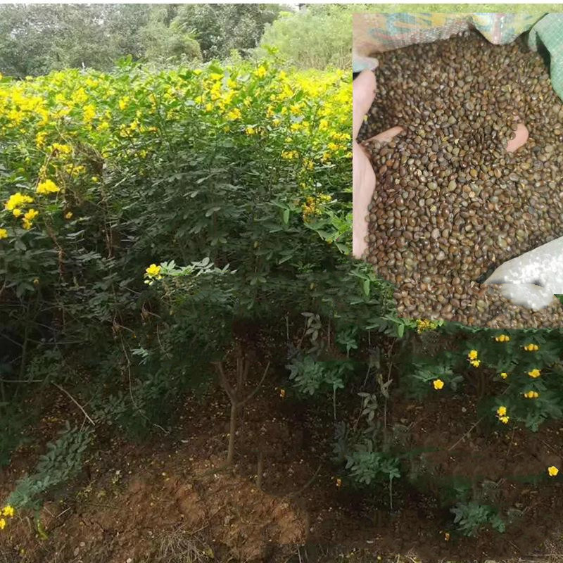 批发豆科灌木   黄花槐种子 黄花槐是优良的园林绿化植物。