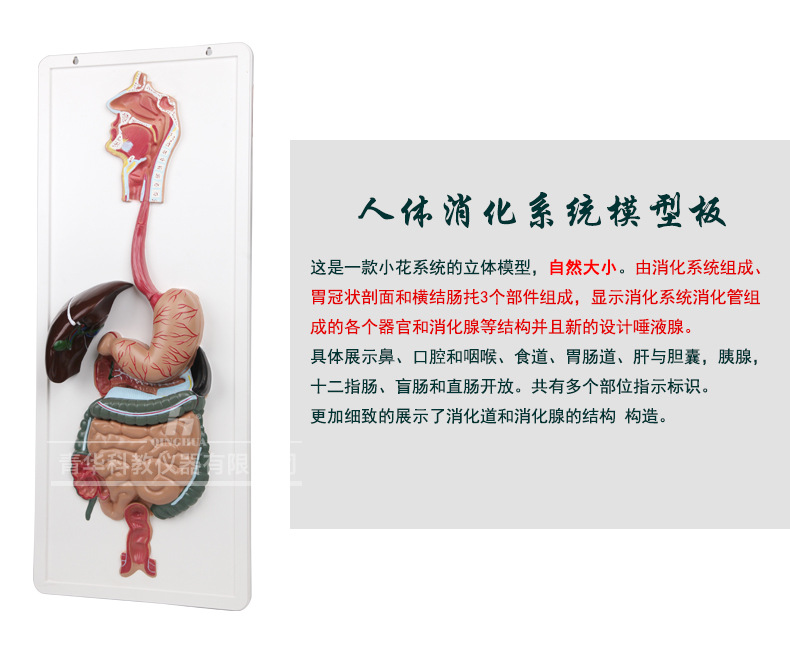 QH3330-1人体消化系统模型板_03.jpg