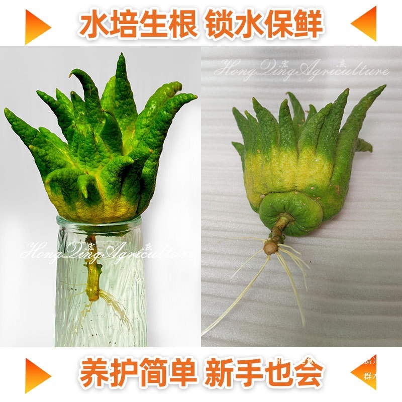 佛手柑鲜果新鲜金香橼果观赏食用闻香带枝清供水培水养办公室摆件|undefined