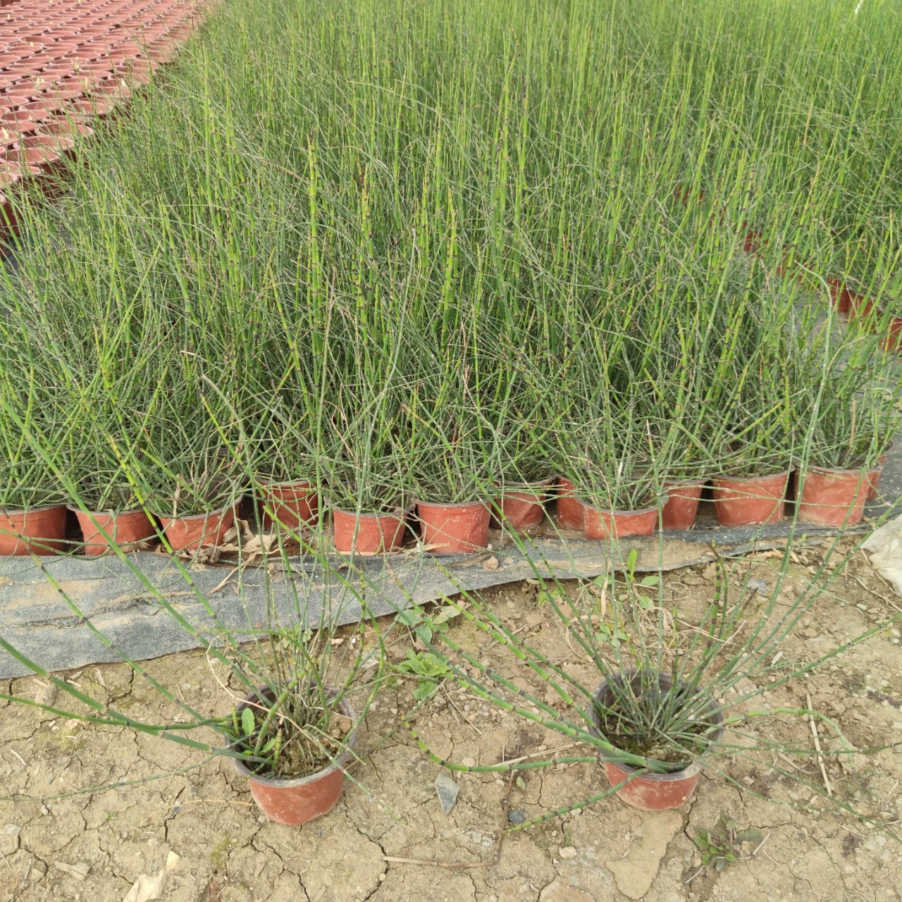 2302 база поставляет импортные деревянные мешки с саженцами и чашками с саженцами 30-50 см