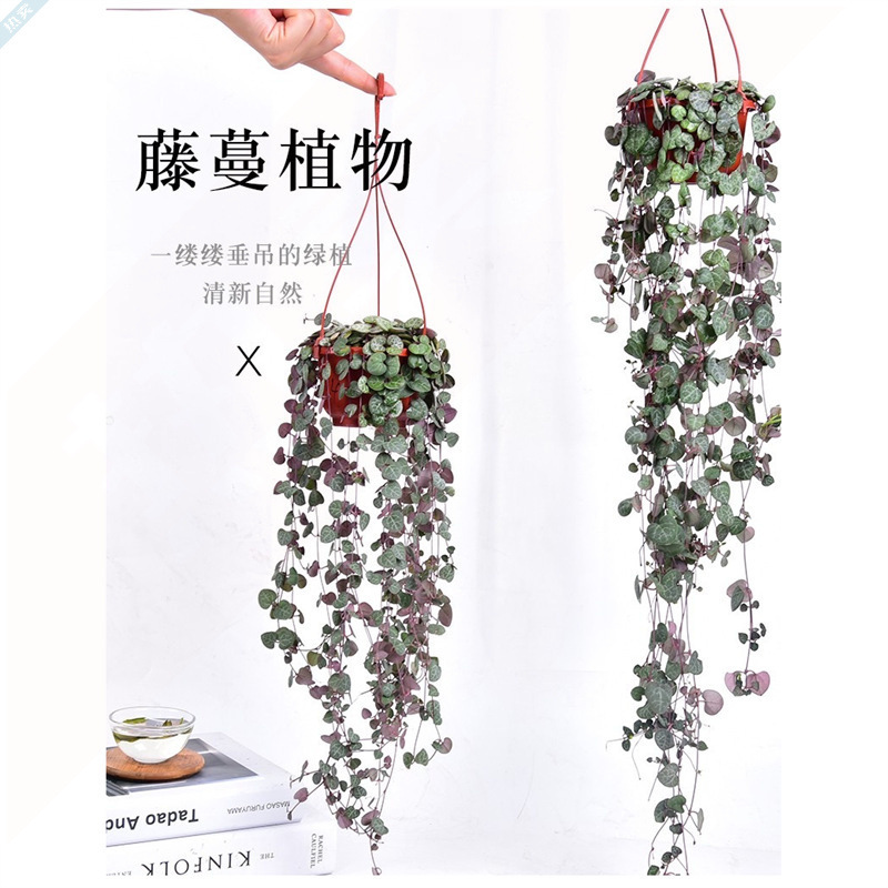 Chlorophytum 0k Heart String Money Vine Love's Manji 1.0inch Heart Hanging Plant Four Seasons Green Hanging Succulent Woven Hanging Basket Chlorophytum 0k Heart String Money Vine Love's Manji 1.0inch Heart Hanging Plant Four Seasons Green Hanging Succulent Woven Hanging Basket
