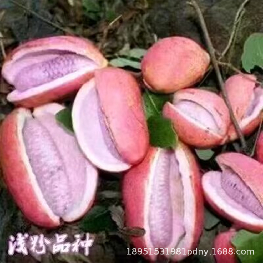 紫果八月瓜苗少籽八月炸野果水果苗牛卵坨中华肾果阳台庭院栽种苗