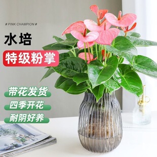 ���莧�����ƃ����՚���B�׻��҃ȾGֲõ���r������һ�����l��Ʒ