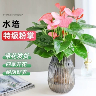 带盆带花粉掌净化空气好养易活室内绿植玫瑰鲜花盆栽一件代发新品