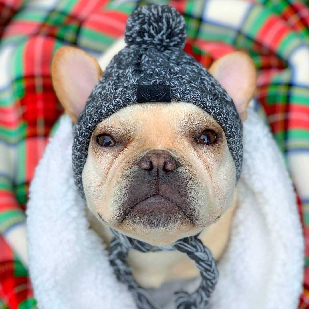 Outono e inverno pele isolamento à prova de vento bola fofa malha chapéu de cão de luta novo animal de estimação headgear_voghion.com