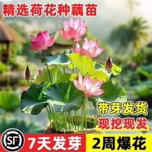 �ɻ�����ˮ�Bź�Nź��ɏ������ɏź���~����ˮ��ֲ�ﻨ���^�p˯ɏ