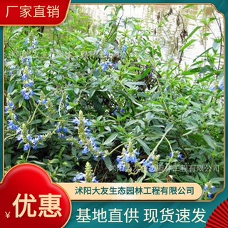天蓝鼠尾草基地批发 自产自销  品种齐全景区造景工程绿化苗