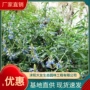 工程基地品种齐全绿化苗