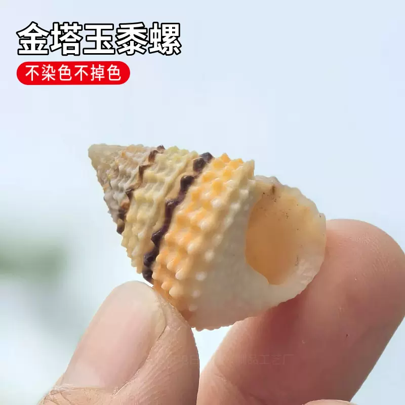天然海螺贝壳金塔玉黍螺寄居蟹替换壳鱼缸造景收藏摆件标本小塔螺