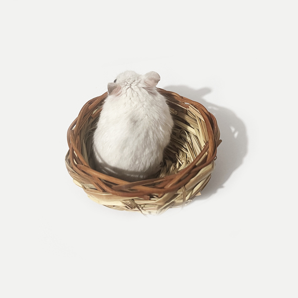 Nido de paja natural hecho a mano, nido de pájaro, nido de pájaro, pequeño nido para dormir, hámster, totoro, loro, fábrica de suministros de aves al por mayor
