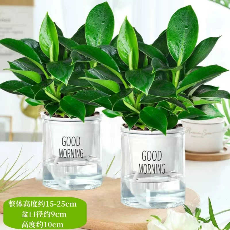 25-30cm 황금 다이아몬드 3개 + 굿모닝 화분 + 영양액 2개 화분 특별 제공