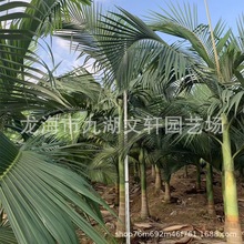 假槟榔袋苗 基地大量种植 产地5米到8米假槟榔 各种棕榈树批发