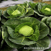 ���Ӹ��{�N�����l �ļ��r���߲� �r�ۿɿ�ɳ�������Ӹ��{�߲˷N��