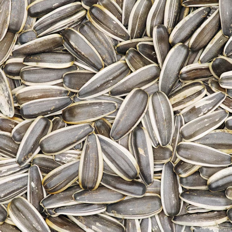 新鲜葵花籽原味新货瓜子批发颗粒饱满口感香甜休闲零食|undefined