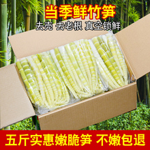 小竹笋野生新鲜罗汉笋尖农家自制笋春笋蔬菜火锅麻辣烫串串商用笋