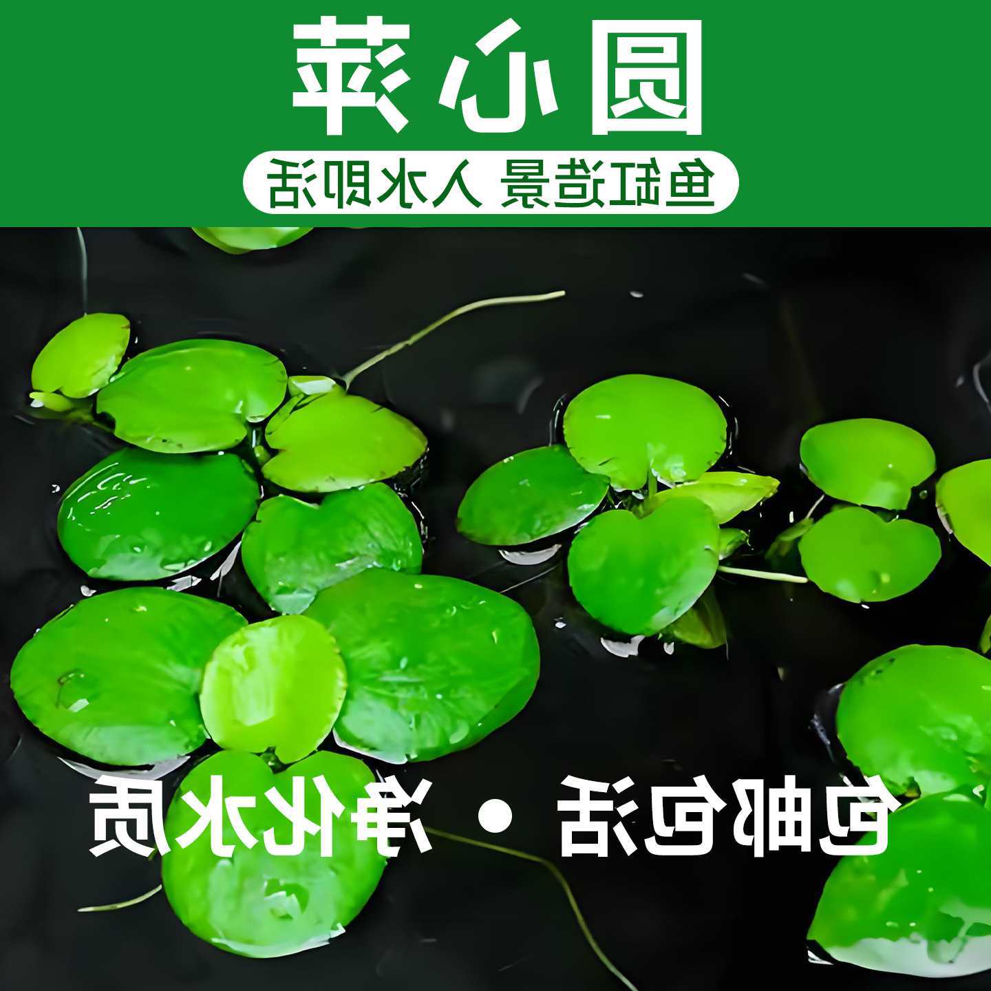 圆心萍浮萍净化水质水培绿植庭院办公室鱼虾龟缸造景增氧漂浮水草