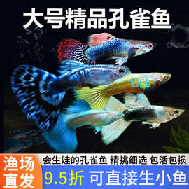孔雀鱼热带纯种观赏鱼小型淡水冷水好养耐活精品胎生凤尾小鱼