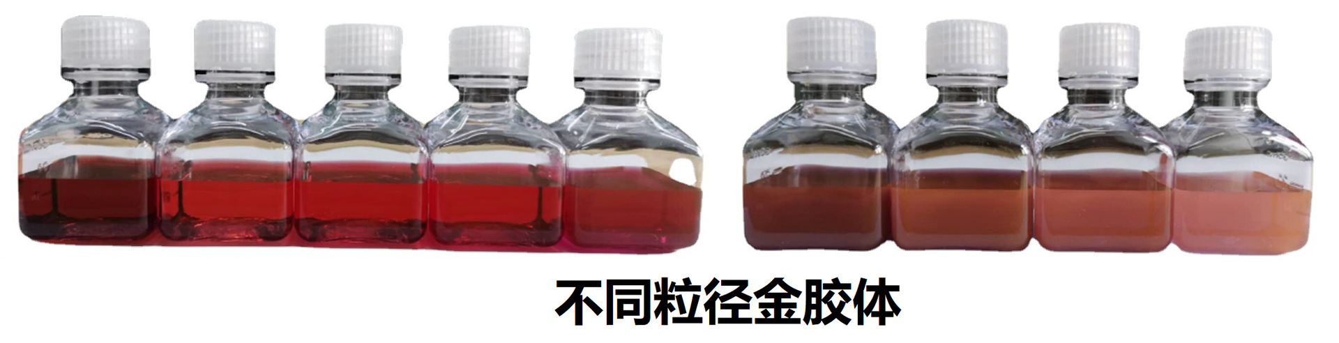 制备的不同粒径金胶体
