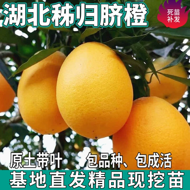 Аутентичные саженцы апельсина пупка в Цзыгуе, Хубэй