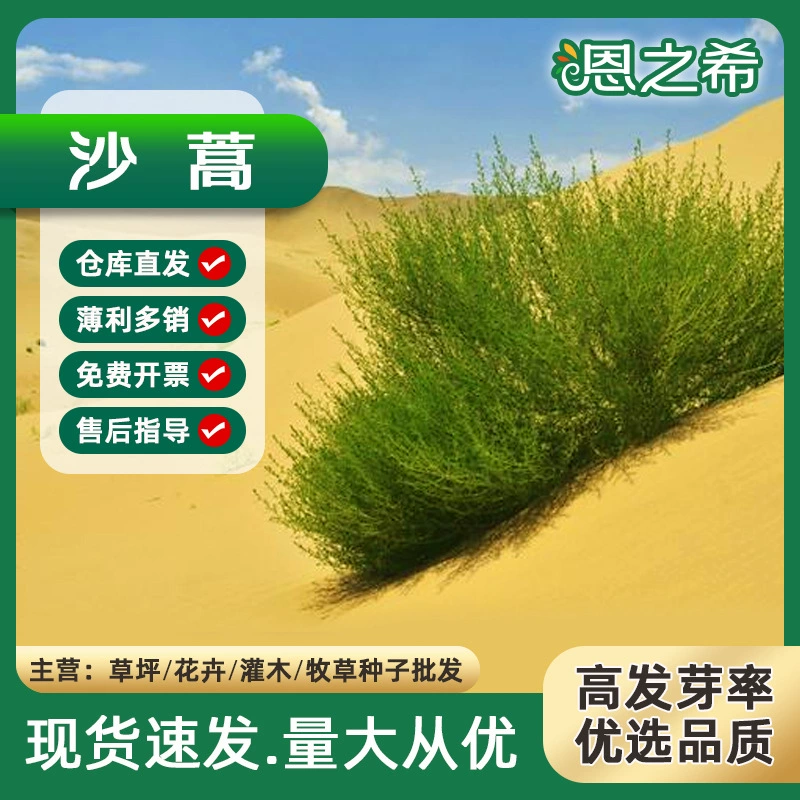 Оптом кормовой травы семена полыни семена Artemisia однолетний семена черный Artemisia однолетний семена пустыня Artemisia однолетний Семена Большие выгодно
