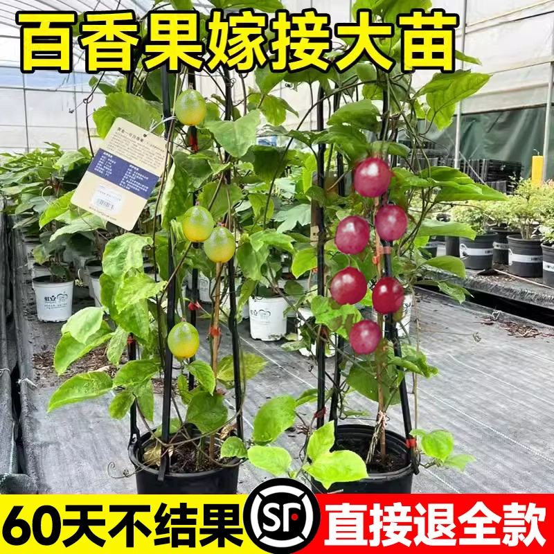 Очень большой саженец страстного фрукта Qinhui № 9, золотое дерево страстного фрукта, саженец с прививкой из Гуанси, четырехсезонное горшечное растение, которое постоянно дает плоды