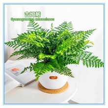 �W���ļ�����Gֲ���ԾW�tާ�ֲ���҃��F��ާ�k���Ҽ�ķ��ʯƽ��