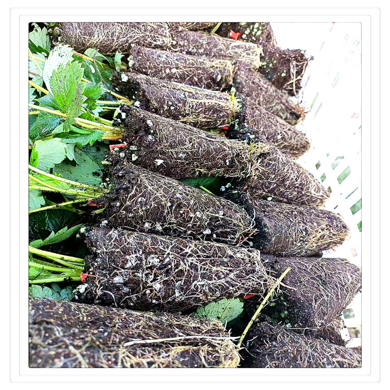 c3770129c4c43a90b9c819fb7cf4fa