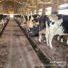 奶牛犊养殖场批发荷斯坦高产奶牛  鲁西黄牛小牛犊子价格