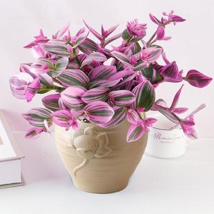 Oil Painting Wedding Hanging Orchid Large Succulent Purple Orchid Desktop Flower Indoor Balcony Green Plant Potted Hydroponic Plant