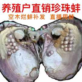 天然淡水多珠蚌单珠蚌爱迪生活蚌取珍珠DIY珍珠蚌单珠蚌爱 迪 生