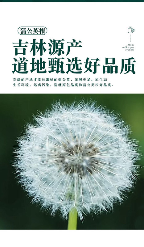 蒲公英根材野生500g天然东北长白山新鲜干蒲公英根茶大根|undefined