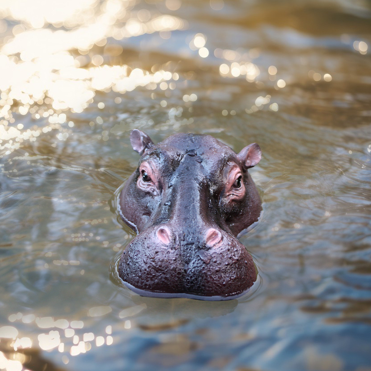 Spring New Product Simulation Hippo Head Floating Water Ornaments Garden Fake Mountain Waterscape Fish Pond Surface Animal Head Decoration 
