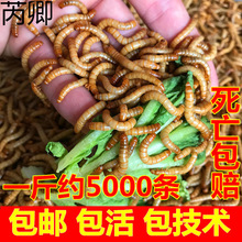 ����x���w �S���x���x  �����~ϐ���J���u��ü�Bʯ�����