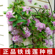 �F��ɏ�N���������r�F��ɏ���绨�@ͥԺ���پGֲֲ����Ԯ���ܷN��