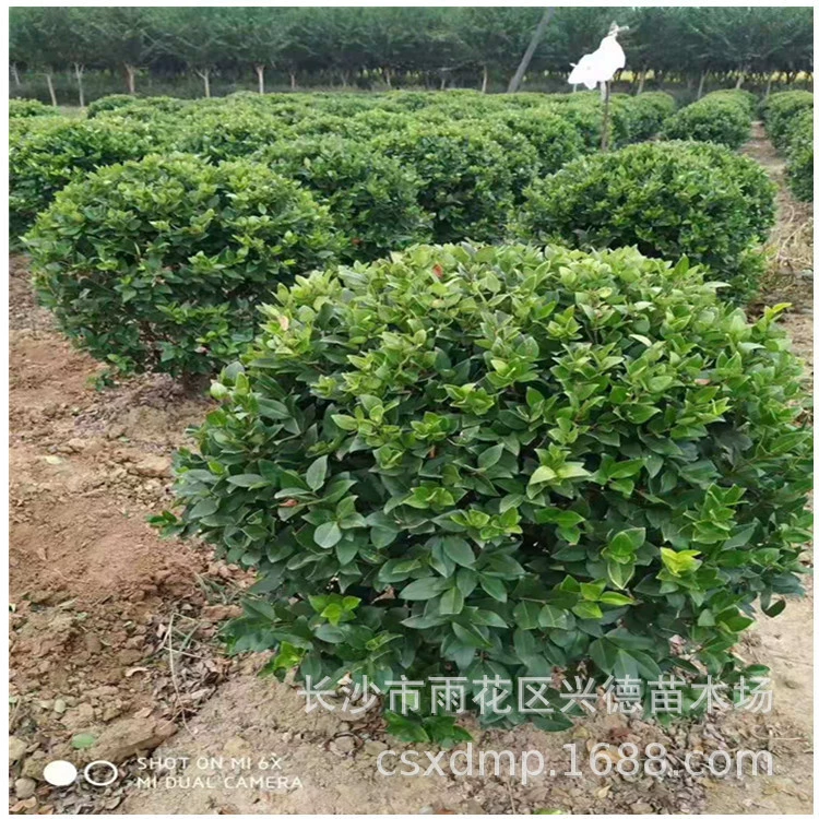 Оптовая продажа золотистой сверчки, шариков золотистой сверчки из Хунани, золотистых листьев сверчки, цветных блоков рассады.