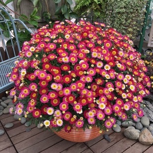 15CM�ǹ��������ػ�������С�ջ��ΰ��ذ������B��@Ȥζ�󻨻�