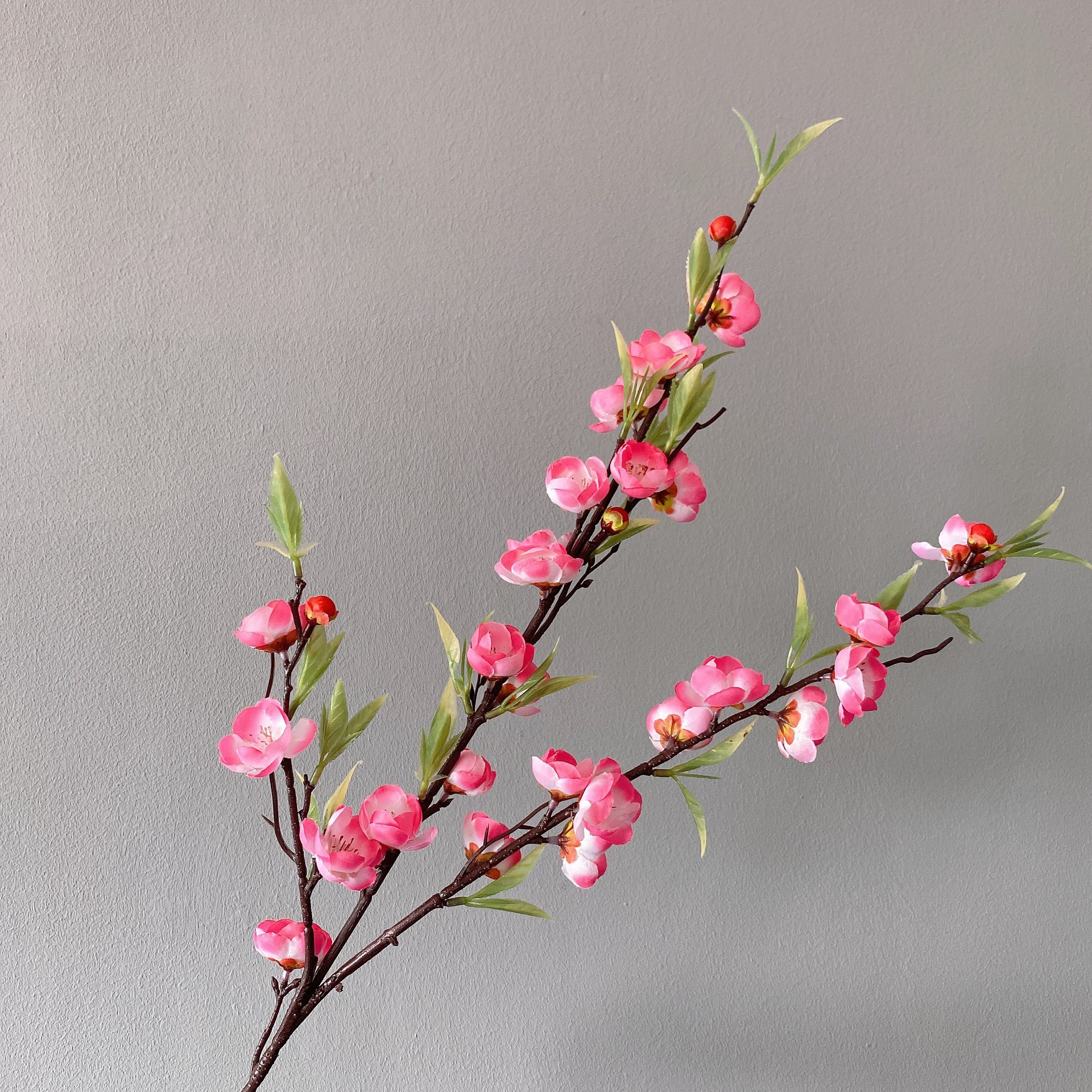 세 갈래의 녹색 잎 매화 핑크 ( 94cm )
